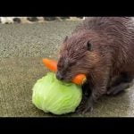 Here's a Beaver carrying a carrot and a head of lettuce back 26 hqdefault 1