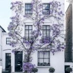 Wisteria wall 27 FCFAJ9UWQAMbrhx