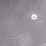A single brain cell looking for connections 25 Screenshot 2022 02 09 131414