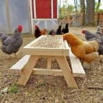 thisminipicnictableforchickensletsyourfowlfeedwithalittlebitofdignity0