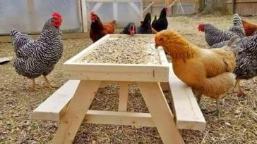 thisminipicnictableforchickensletsyourfowlfeedwithalittlebitofdignity0