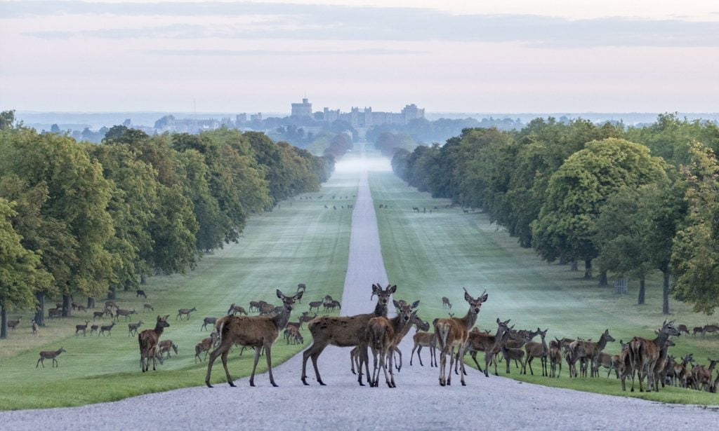 A herd of red deer crossing the Long Walk at Windsor Castle 7 dosp98ynnfm81