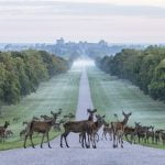 A herd of red deer crossing the Long Walk at Windsor Castle 26 dosp98ynnfm81