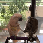 Flirty Parrot gets a dirty look from the annoyed Owl 25 Screenshots 2022 04 15 20 20 16
