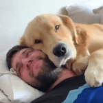 mans best friend
