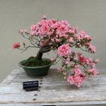 116 Year Old Bonsai 26 mhk93ode4ny81