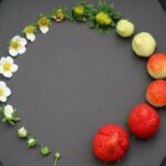 The Life Cycle of a Strawberry 27 FThtUxeWQAAvatq