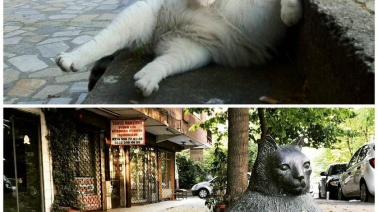 Tombili Statue in Istanbul 3 E3GyOMWYAEXGNy