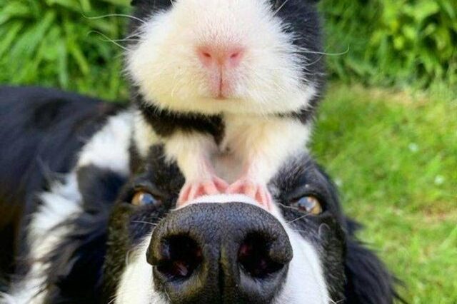 They are best buddies! 3 1700821707emv30axi5d