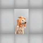Snapinsta.app video 317663840 6928968047148966 5942539493737400625 n thumb1