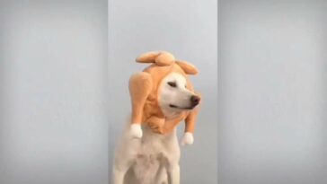 Snapinsta.app video 317663840 6928968047148966 5942539493737400625 n thumb1