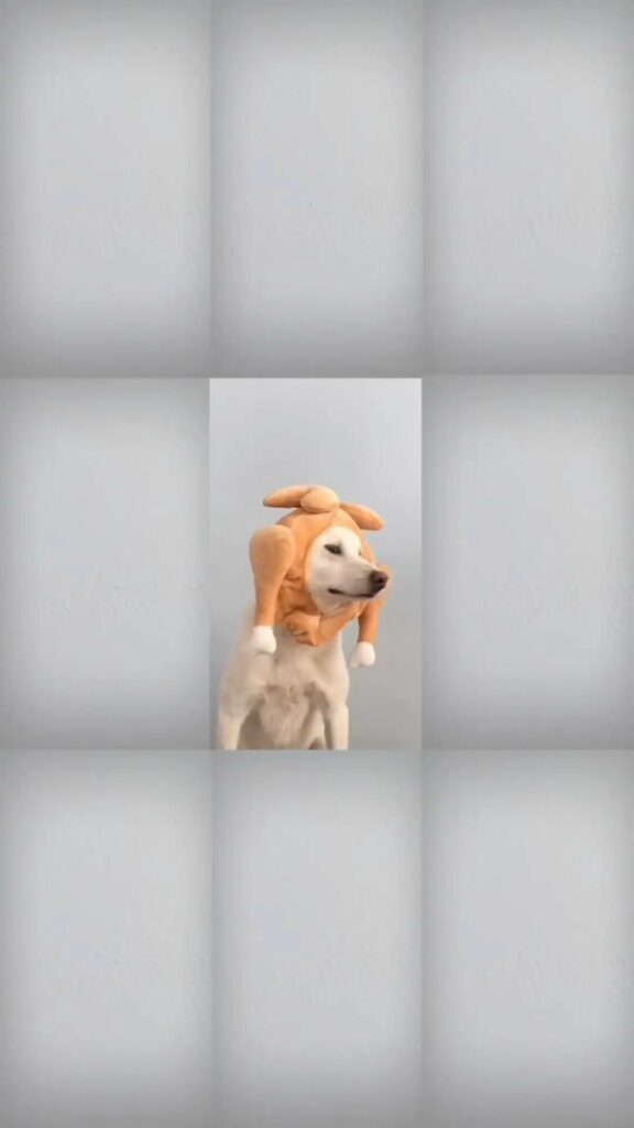 Snapinsta.app video 317663840 6928968047148966 5942539493737400625 n thumb1