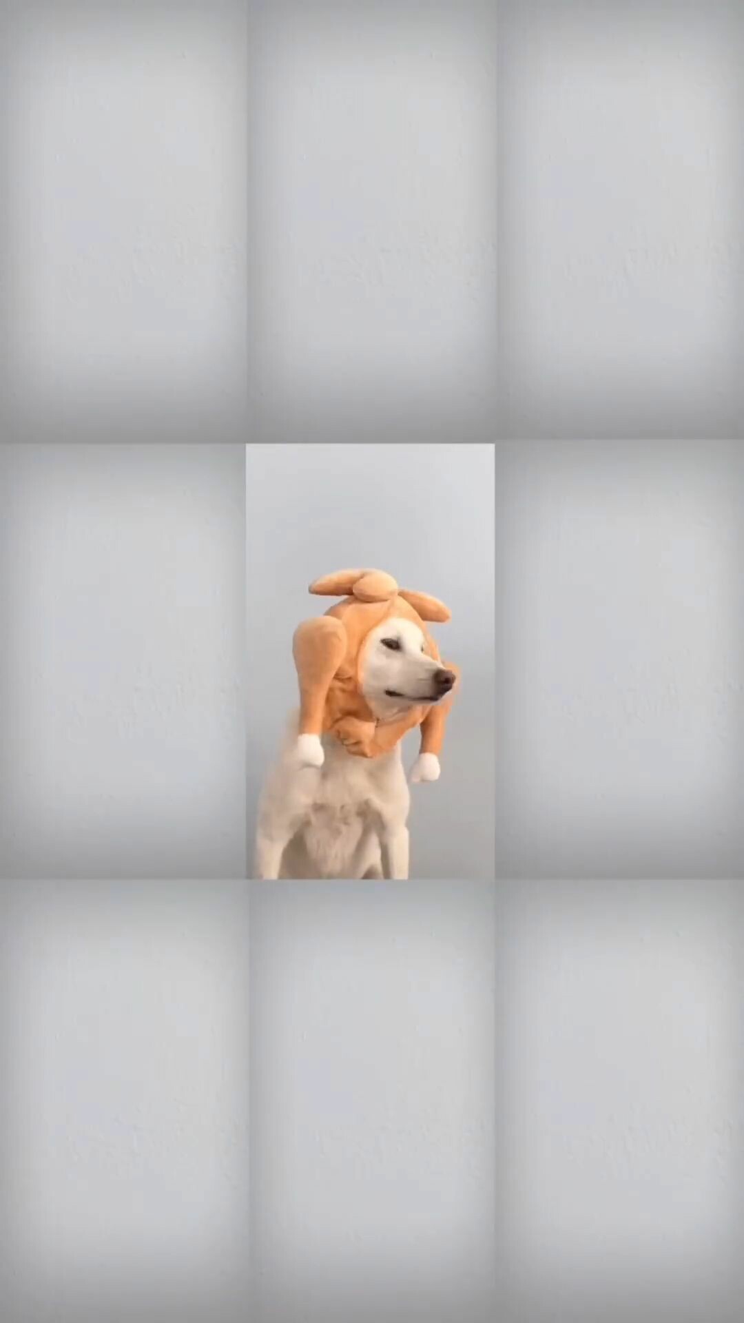 Snapinsta.app video 317663840 6928968047148966 5942539493737400625 n thumb1