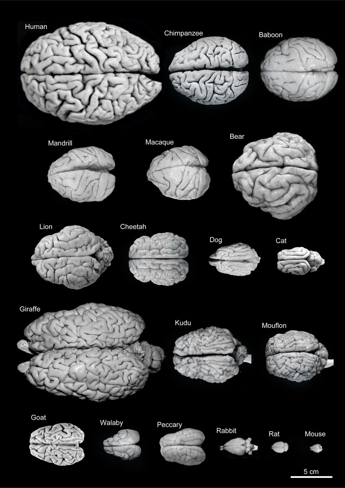 Human brain compared to other animals 7 20240621 221139